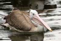 Liberecká zoo získala nové pelikány a druhé mládě makaka
